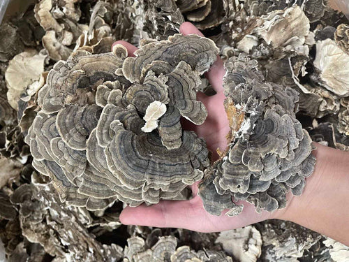 Buy Turkey Tail Mushroom