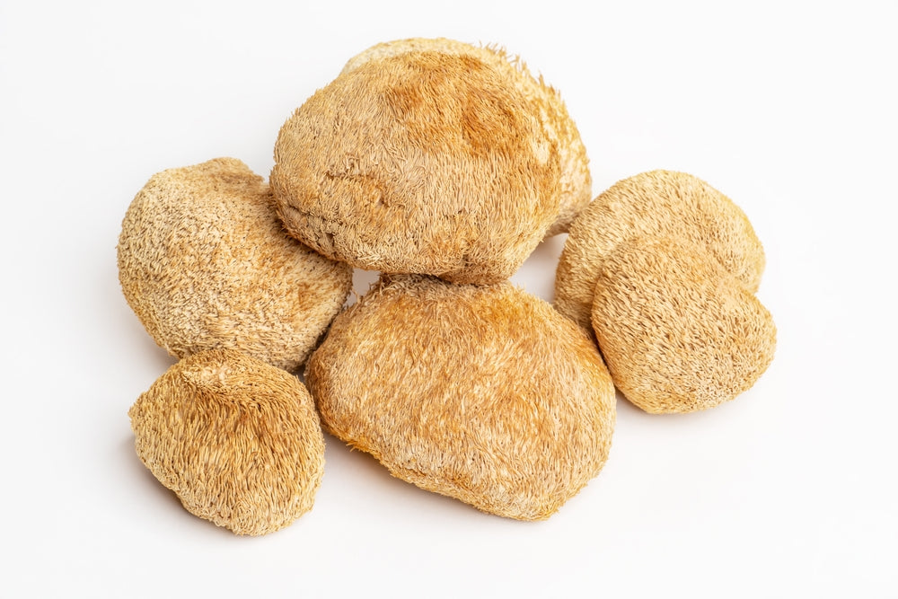 Lion's Mane Mushroom Dried Organic